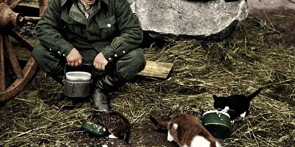 Deutscher Wehrmachtssoldat teilt seine Mahlzeit mit einem Kätzchen